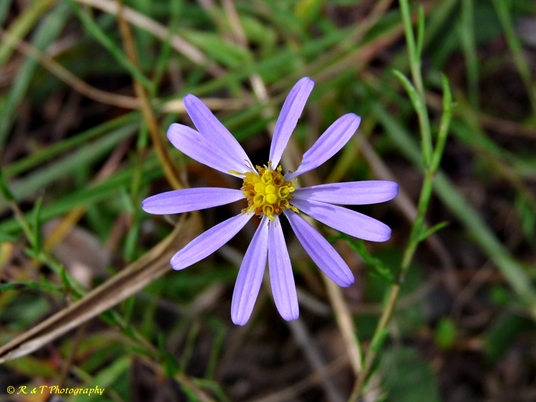 {Symphyotrichum concinnum}